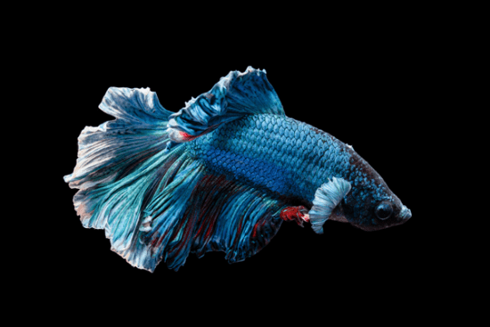 blue male betta fish
