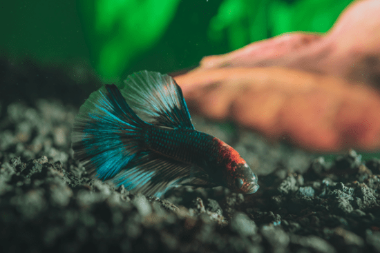 Betta on substrate