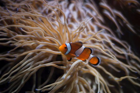 Clownfish near anemone