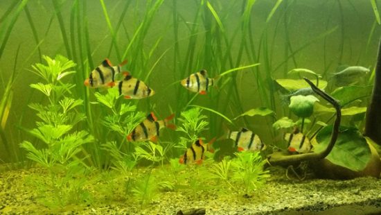 Tiger Barbs in planted tank