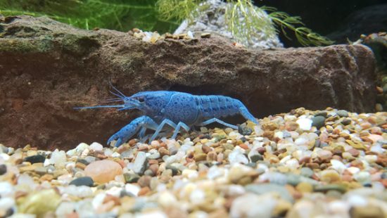 electric blue crayfish