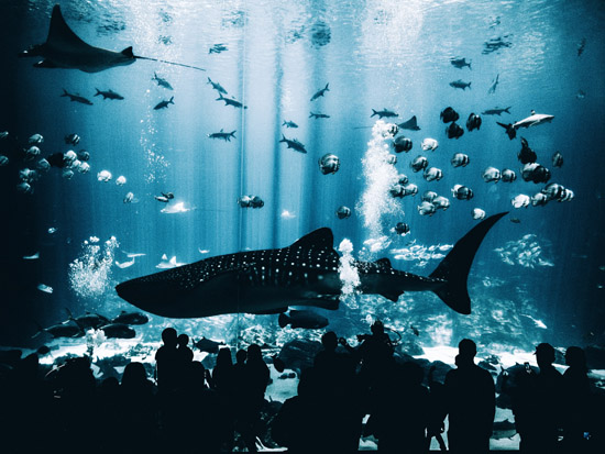 giant whale shark