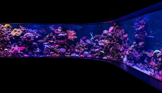 giant reef tank