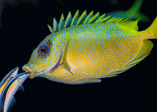 cleaner wrasse and fish