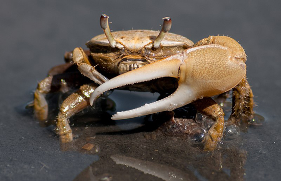 fiddler crab male