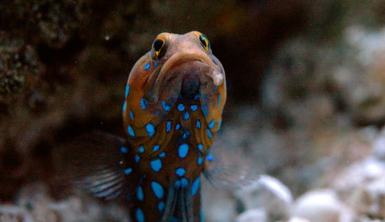 blue spotted jawfish