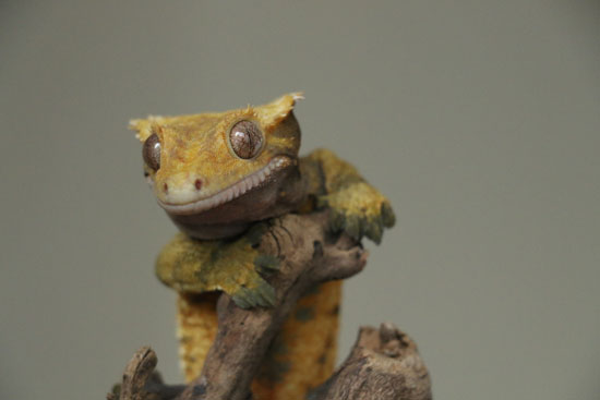Crested Gecko Front View