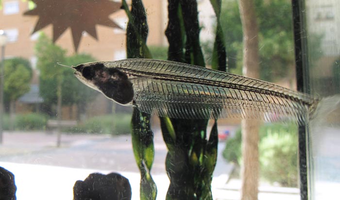 Glass Catfish in Aquarium