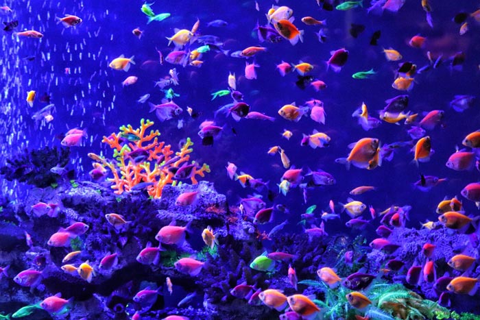 Glofish in blue fish tank