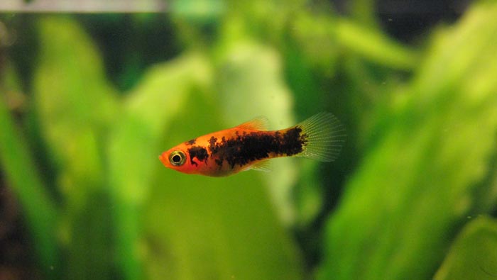 Painted Platy in fish tank