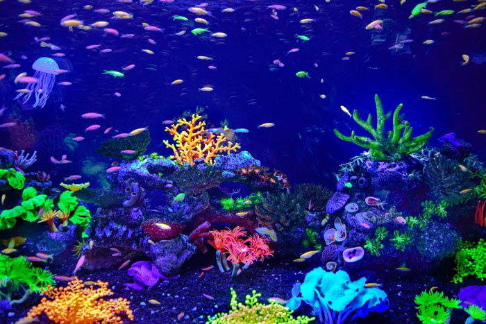 Aquarium Decorations for Glofish