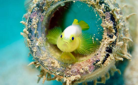 citrin clown goby
